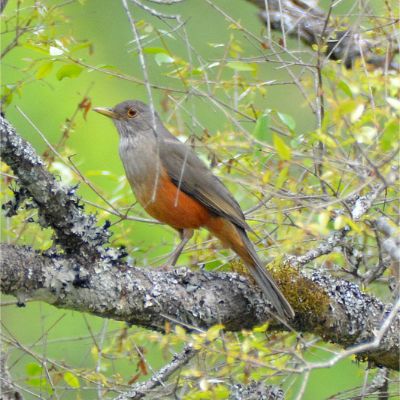 Rufous-Bellied Thrush (3)